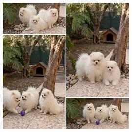 Spitz di Pomerania, maschio, con pedigree Enci