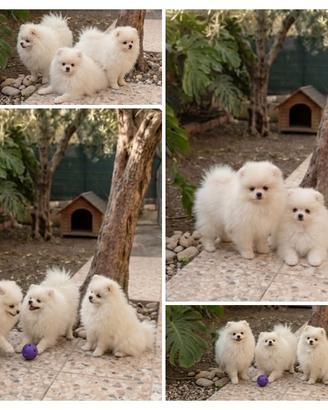 Spitz di Pomerania, maschio, con pedigree Enci