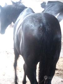 Cavallo castrone quarter