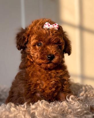 BARBONCINO TOY CUCCIOLI - BARBONCINI puppy red