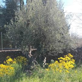 Rif.FF41| terreno agricolo belpasso