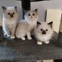 Cuccioli Ragdoll