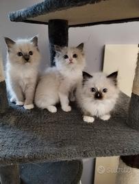 Cuccioli Ragdoll