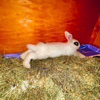 Coniglio nano da compagnia