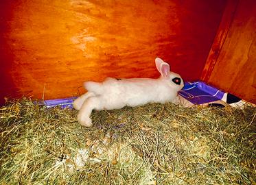 Coniglio nano da compagnia