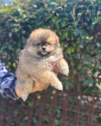 Spitz volpino di Pomerania