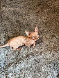 Gattina Sphynx