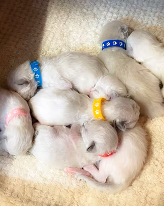 Cuccioli di ragdoll