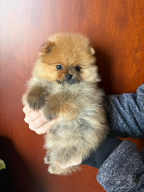 Cucciola spitz di pomerania nano