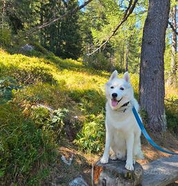 Splendido maschio di Siberian Husky