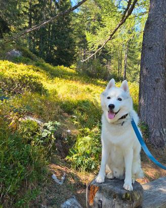 Splendido maschio di Siberian Husky
