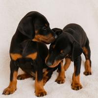 Cuccioli di Dobermann