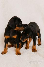 Cuccioli di Dobermann