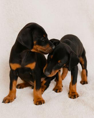 Cuccioli di Dobermann