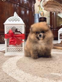 Spitz di Pomerania nana