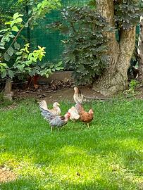 Coppia galline Serama