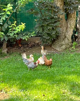 Coppia galline Serama