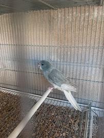 Kakariki 2026