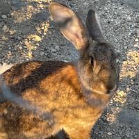 Conigli giganti colorazione naturale stato brado