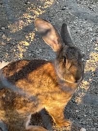 Conigli giganti colorazione naturale stato brado