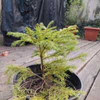 Alberello Abete rosso