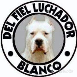 Dogo Argentino