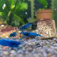 Neocaridine Davidi "Blue Dream" selezionate