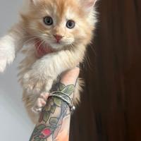 Maine Coon cucciolo con Pedigree