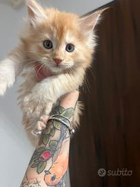 Maine Coon cucciolo con Pedigree