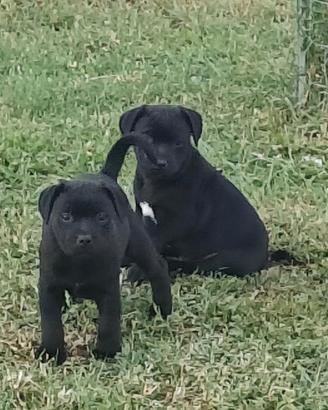 Cuccioli di Staffordshire bull terrier
