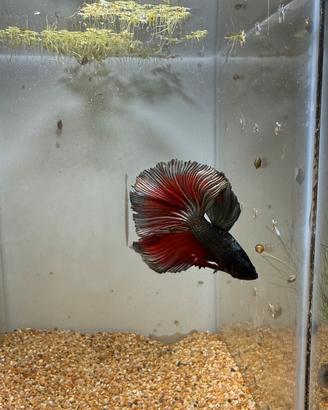 Betta Splendens / Pesce combattente