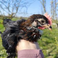 Gallo marans