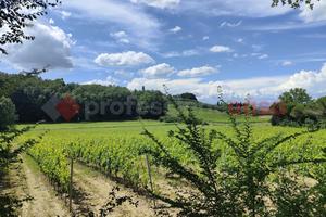 Terreno Agricolo Empoli [TA001VCG]