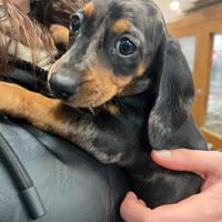 Cuccioli di bassotto