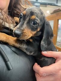 Cuccioli di bassotto