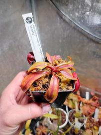 Nepenthes veitchii Golden bario x mira BE 3892