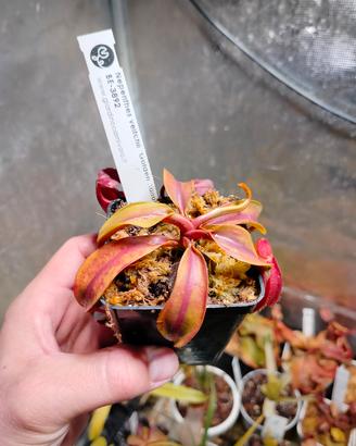 Nepenthes veitchii Golden bario x mira BE 3892