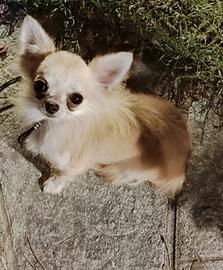 Maschio chihuahua