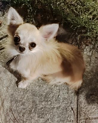 Maschio chihuahua