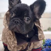 Bulldog francese fluffy