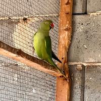 Pappagallo parrocchetto dal collare