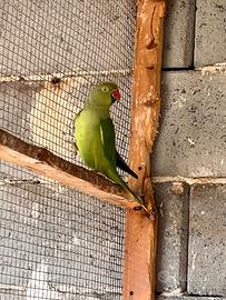 Pappagallo parrocchetto dal collare