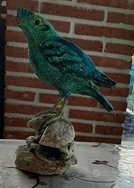 Rupicola verde, in scultura di argilla collezione