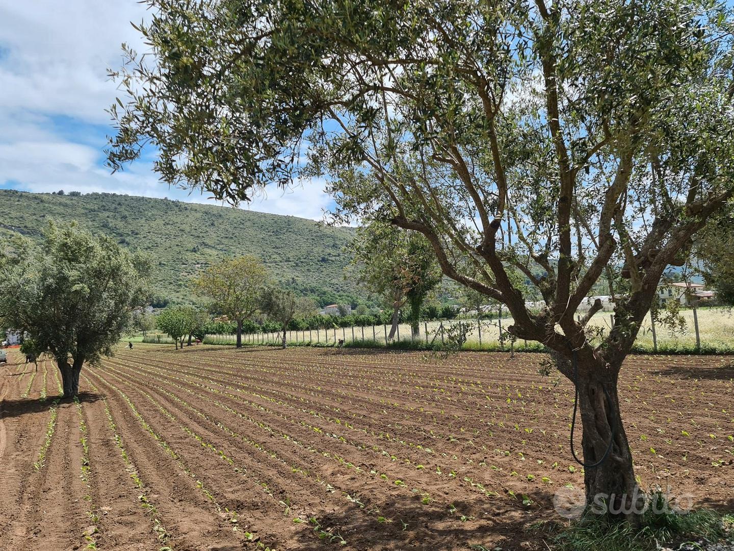 Terreno agricolo 4897 mq - bellona - Vista 2