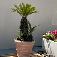 Cycas carico con muletto