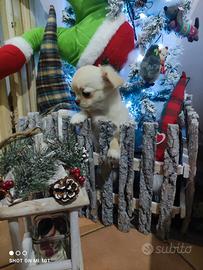 Cuccioli di chihuahua