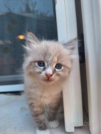 Gattina incrocio siberiano