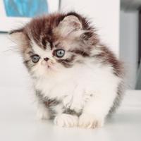 Cucciola persiana col nasino a cuore