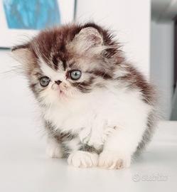 Cucciola persiana col nasino a cuore