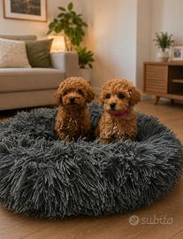 Cuccioli barboncino Toy e nano